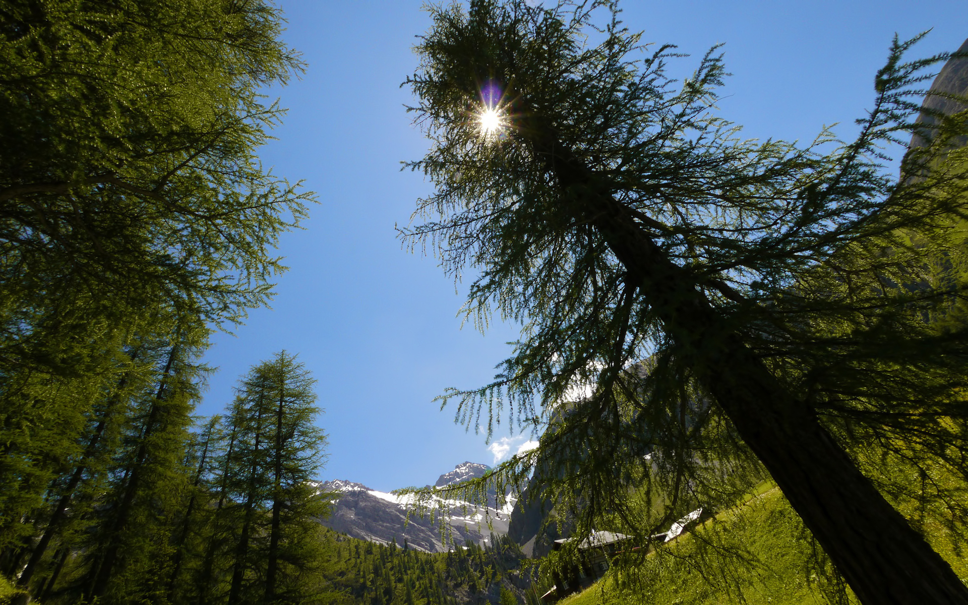 природа горы деревья солнце скачать